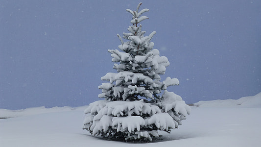 pine tree covered with white snow during daytime