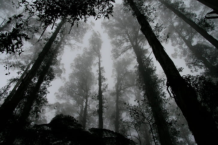 low-angle grayscale photography of forest