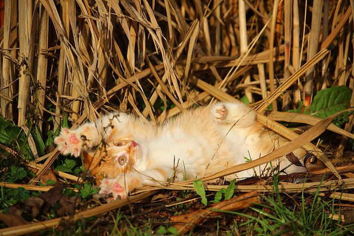 orange tabby cat playing on grass field