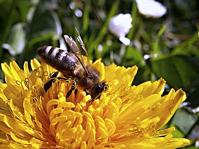white and black honeybee on yellow petal flower