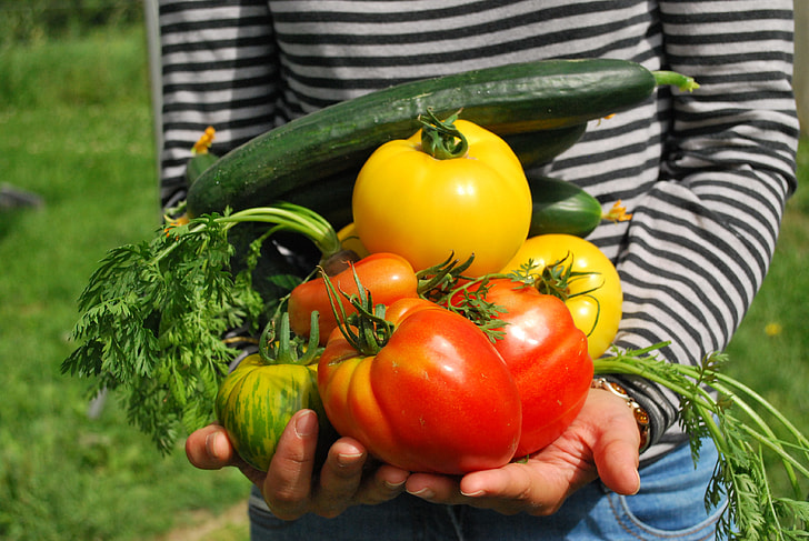 person holding tomatoes and cucumbers