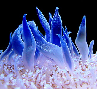 blue and white sea anemone