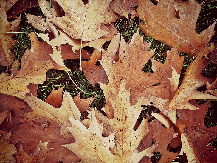 pile of withered leaves on green grass