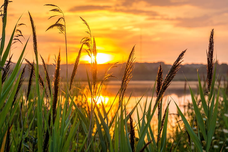grass beside the lake during sunset