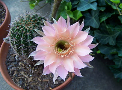 closeup photo of pink cactus flower