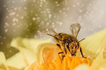 honeybee on yellow nectar flower