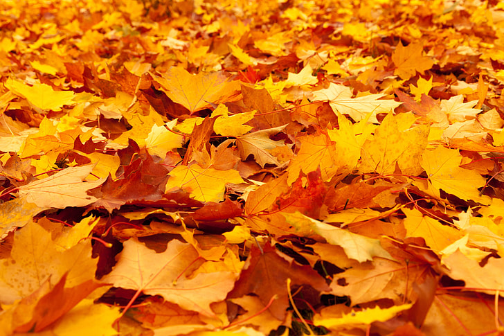 field of brown leaves