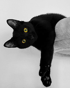 black cat lying on gray pad