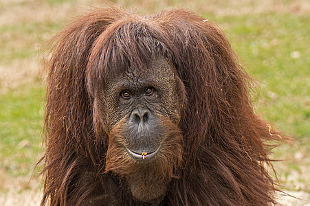brown orangutan