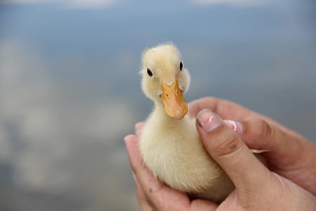 yellow duckling on hand