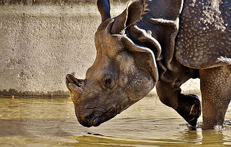 gray rhinoceros in close up photography