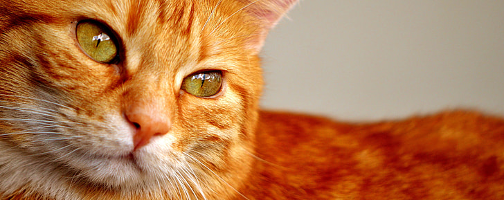 shallow focus photography orange cat