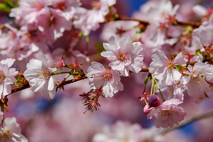 photography of cherry blossom tree