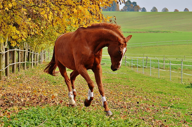 brown horse on grass during daytime