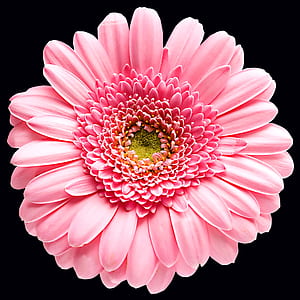 pink Gerbera daisy in bloom close up photo