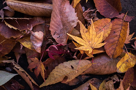 dried leaves lot