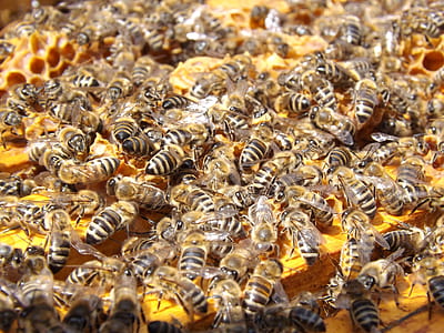 honeybees closeup photo