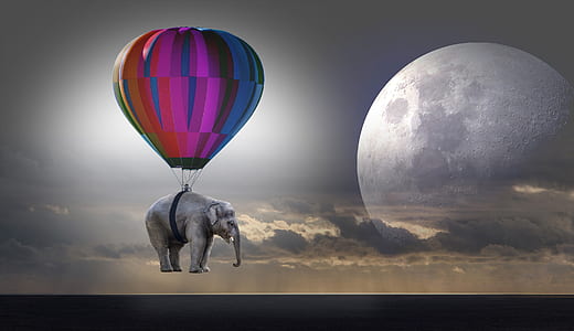 purple, blue, and orange hot air balloon and gray elephant