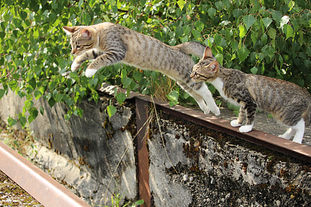 photo of grey tabby cat while jumping