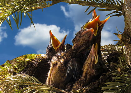 four black and yellow bird on nest