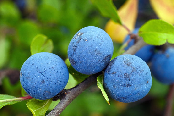 three round blue fruits on tree branch