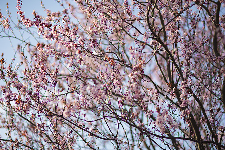 Pink spring flowers