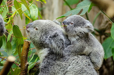 close-up photography of koala bears eating leaves during daytime