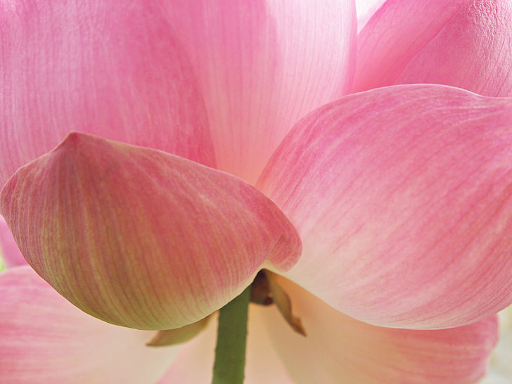 close-up photo pink and white petaled flower