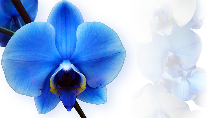 selective photography of blue moth orchid