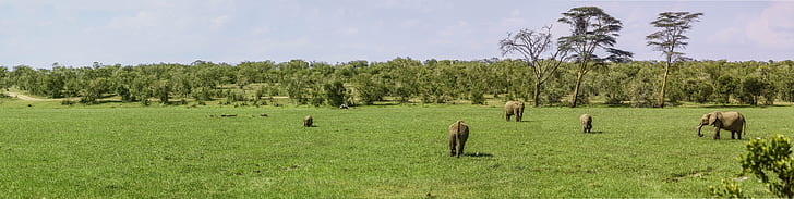 Elephant eating grass on field at daytime