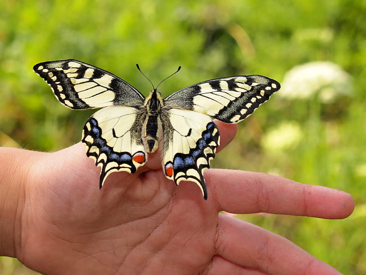 Eastern tiger swallowtail butterfly on left human thumb