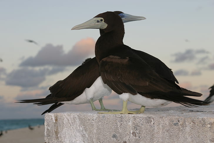 close-up photography of brown booby birds