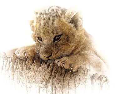 photography of brown and black cub