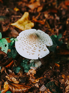 mushroom, fungi, forest floor, forest, wild