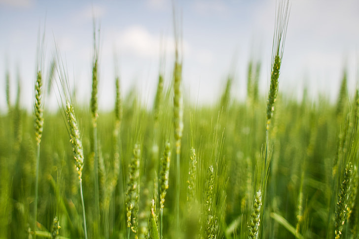 Green Grain Field