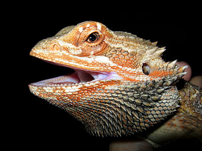 orange and brown reptile in close up photo