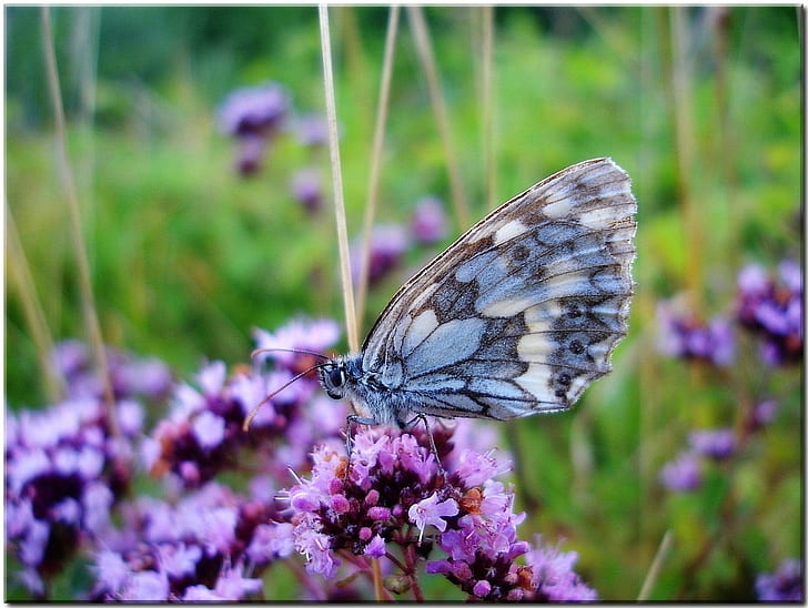 shallow focus photography of gray butterfly on purple Lavender