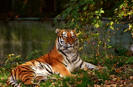photograph of tiger lying on grass