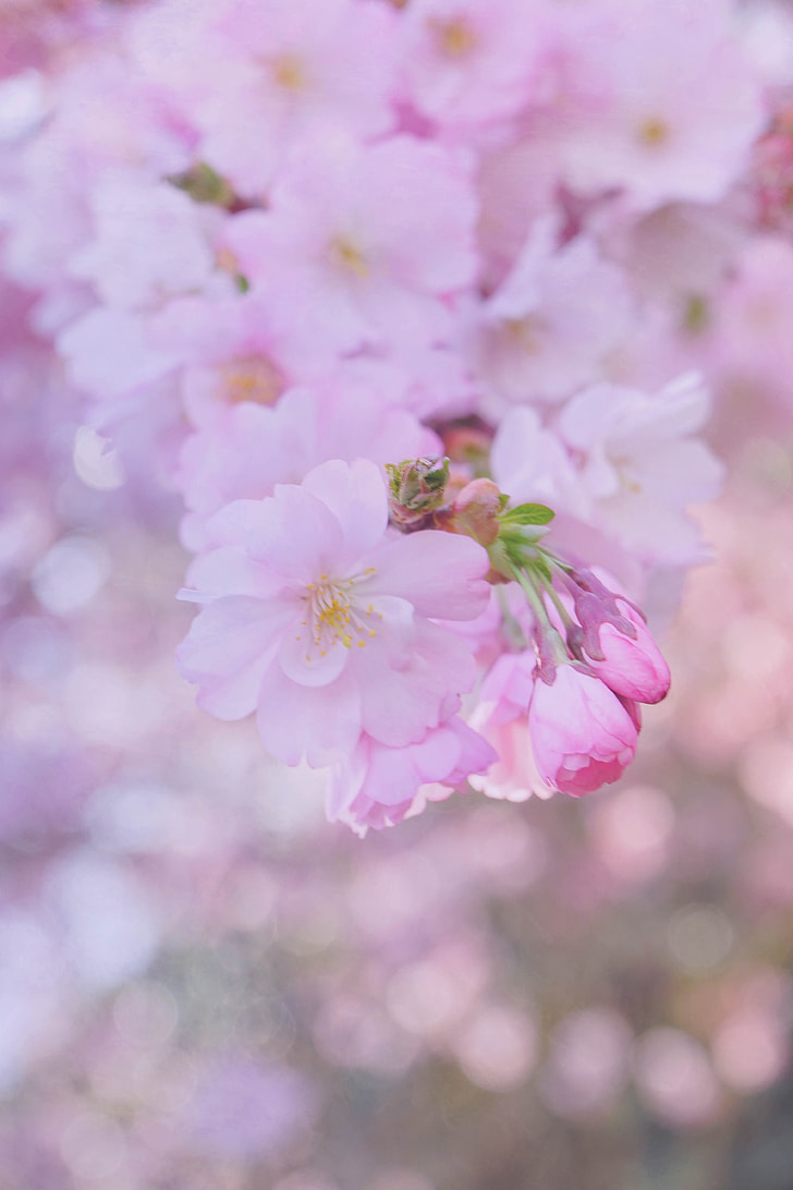 closeup photography of Sakura blossoms