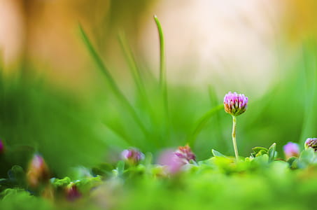 selective focus photography of purple clover flower