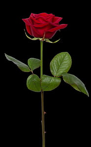 photo of red rose illustration