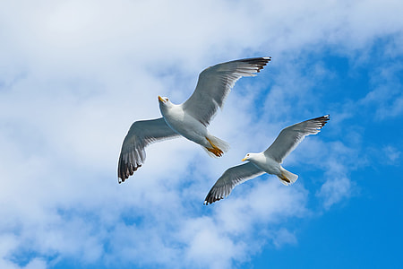 two seagulls