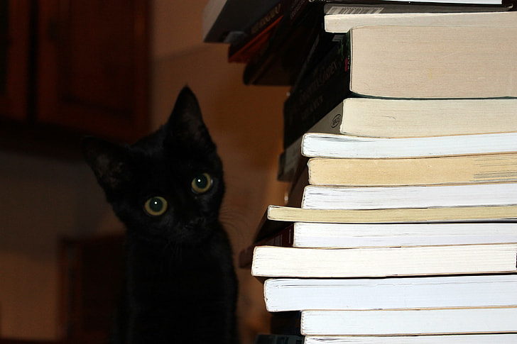 black cat beside pile of book