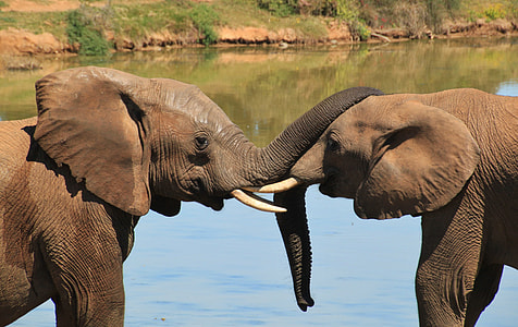 two brown elephants facing each other