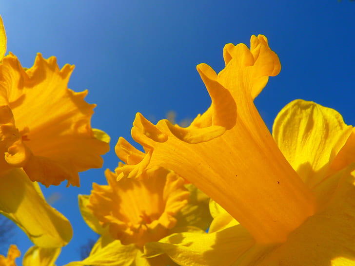 low-angle photography of yellow flowers