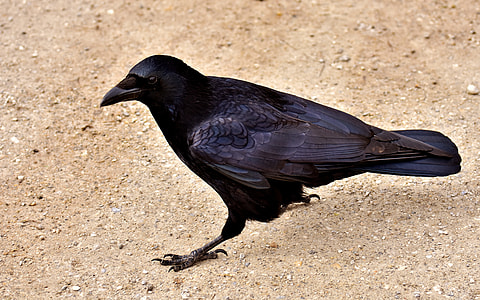 crow on ground