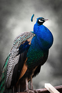 tilt shift photo of a blue, green, and black peacock