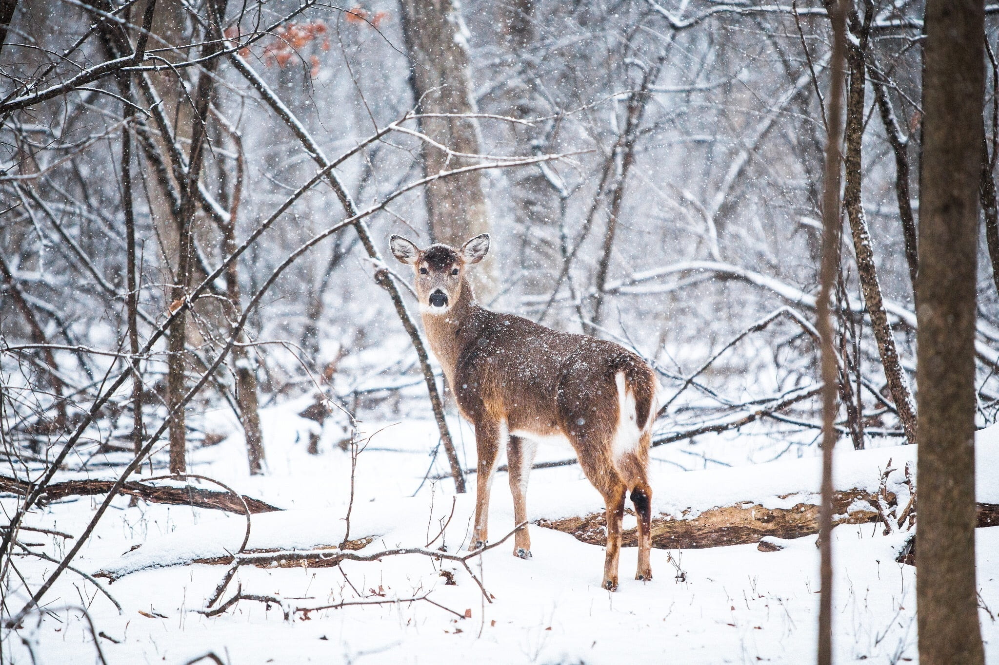 Royalty-Free photo: White tail deer taken during winter