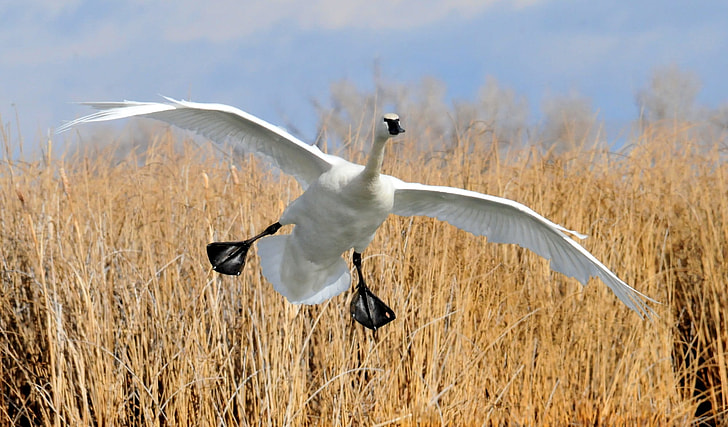 wildlife photography of flying white duck on brown grass field