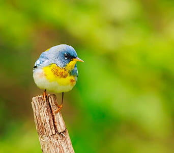 selective photography of brown beaked yellow and blue bird